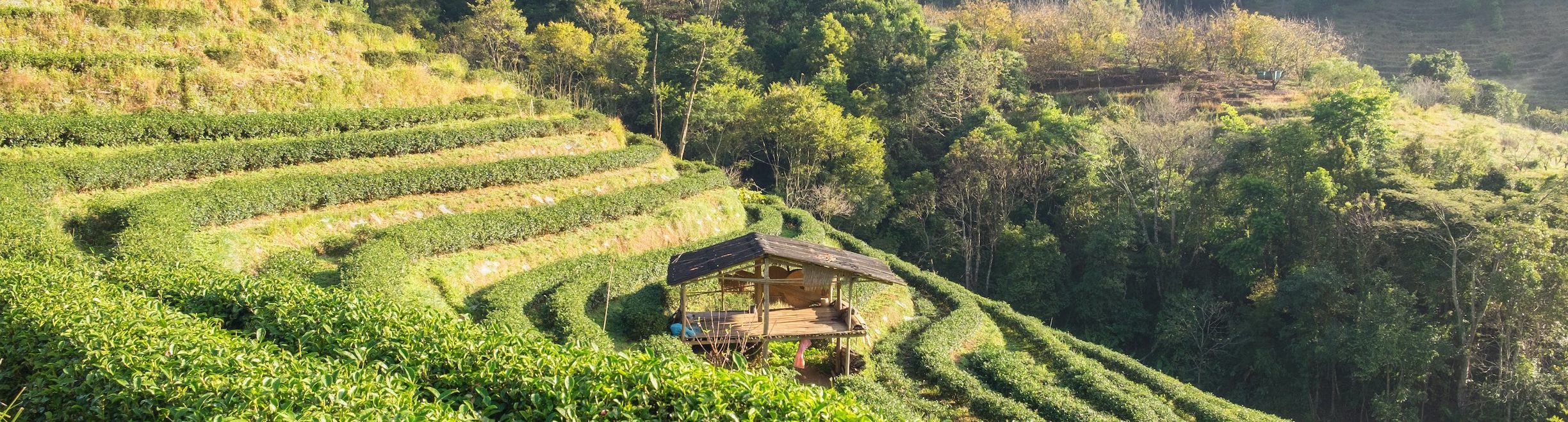 wholesale matcha supplier