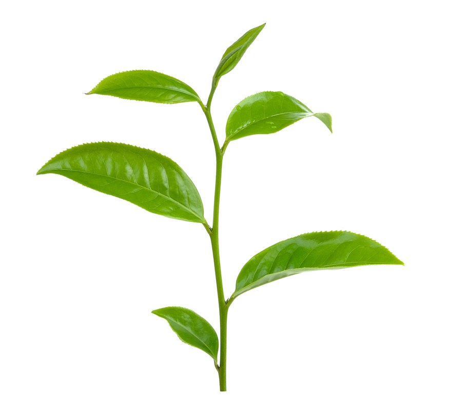 wholesale matcha supplier